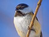 Chickadee Closeup_52736